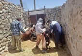 پایش بیماری طاعون نشخوارکنندگان کوچک در مناطق روستایی و حاشیه حیات‌وحش باشت