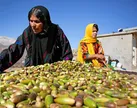 ببینید ا مراحل پخت نان بلوط یا «کَلگ»