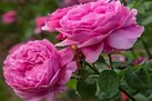 خواص گل محمدی؛ از سلامت پوست تا رفع بوی بد دهان