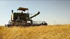 پایان برداشت کلزا در خرمشهر