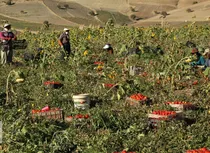 کشاورزی زمستانه قیروکارزین فارس