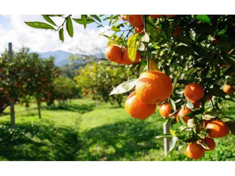 پیش‌بینی برداشت بیش از ۱۴۵ هزار تن مرکبات از ۳۷۴۰ هکتار باغات سیمرغ