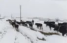 هشدار دامپزشکی برای یخبندان مازندران