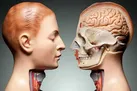 ۱۱ عضو بدن که بدون آنها هم می توانیم زندگی کنیم