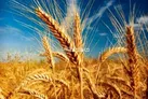 افزایش ۶ درصدی برداشت گندم در سمنان