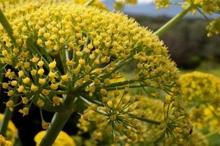 اگر زود عصبی می شوید این گیاه را فراموش نکنید