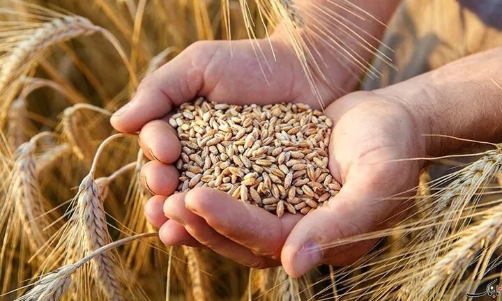 خرید ۳۳ هزار تن بذر گندم در خوزستان