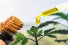 نقش گیاهان دارویی بر سلامت بدن