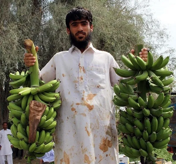 سیستان‌وبلوچستان پیشرو در خودکفایی ملی موز