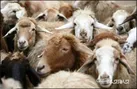 نظارت 80 کارشناس دامپزشکی بر ذبح دام در عید سعید قربان