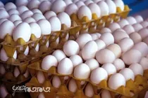 صادرات تخم مرغ از استان مرکزی سه برابر افزایش یافت