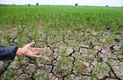 با کشت برنج در کرمانشاه برخورد می شود