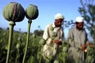 رئیس طالبان کشت مواد مخدر را ممنوع کرد