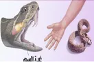 زهر مار چیست و چه تاثیری بر بدن دارد؟