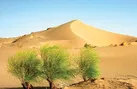 اقتصاد بیابان درمسیر شکوفایی