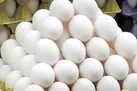 تولید قطره بینی کرونا با استفاده از تخم مرغ!