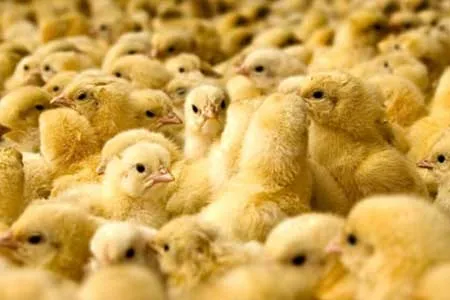 دلالی و ضعف نظارت عامل افزایش 2.5 برابری قیمت جوجه یک روزه شد