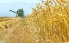 خرید تضمینی گندم در همدان دو برابر شد