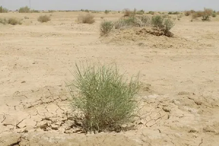 نکاتی درباره بیابان‌ زایی و راه‌های مقابله با آن