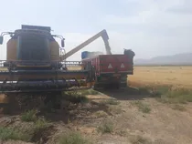 آغاز برداشت گندم در شهرستان شاهرود