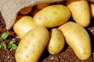 باید زنجیره تولید سیب‌زمینی در شهرستان بهار راه‌اندازی کنیم