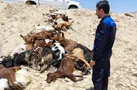 دفن بهداشتی ۳۰ رأس بز تلف‌شده در بهبهان