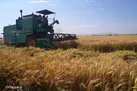 برداشت بی‌وقفه گندم در استان سمنان؛ مشکلی در فرایند خرید تضمینی نداریم