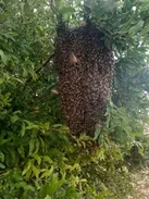 مزایای سرشماری کلنی های زنبور عسل از بیمه تا تسهیلات برای زنبورداران