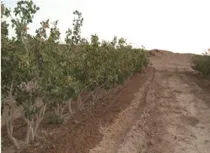 ارتقای کیفیت اجرای سامانه‌های نوین آبیاری در مزارع یزد کلید خورد