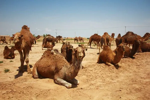سیستان و بلوچستان رتبه نخست شترداری کشور