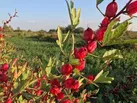 آغاز برداشت چای ترش در رامشیر