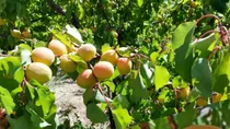 برداشت بیش از ۷ هزار تن زردآلو از باغات تفتان