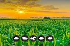 بارش در سال زراعی جدید با تاخیر آغاز می‌ شود / مدیریت منابع آب در بخش کشاورزی ضروری است