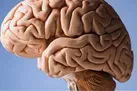 عضو یک گرمی بدن که شاهکار می‌کند
