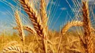 رشد خرید تضمینی گندم در قزوین با وجود کاهش بی سابقه بارندگی‌ها