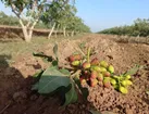 بیش از یکصد و پنجاه میلیارد تومان خسارت تگرگ به باغات پسته شهرستان جوین وارد شد