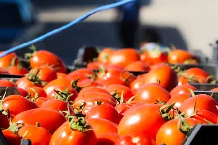 نرخ گوجه فرنگی و پیاز شکست / قیمت تا ۹ هزار تومان می‌رسد