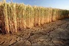 سایه خشکسالی بر سر کرمانشاه/ کشاورزان خودشان را بیمه کنند