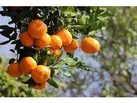پیش بینی تولید 10 هزار تن نارنگی پیش رس در جویبار