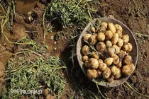 بروجن؛ قطب تولید و ذخیره‌سازی سیب‌زمینی کشور