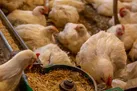 فروش مرغ بیش از ۲۷ هزار تومان سودجویی است / راستی‌ آزمایی در آمار جوجه ریزی