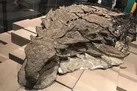۱۸ فسیل چشمگیر که تاکنون پیدا شده است (+ تصاویر)
