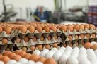 مصوبه مجوز واردات تخم‌ مرغ نطفه دار گوشتی اصلاح و ابلاغ شد