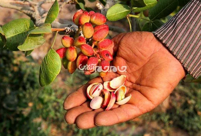 پسته زرندیه و عرصه تنگ تولید و بازار صادرات