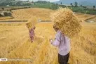 برداشت ۶۹ هزار تن جودر شهرستان مشهد