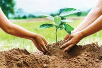 چون سرو استوار سبزیم و پایدار