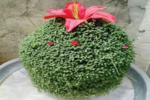 سین کوزه‌ای هفت‌سین