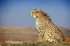 کریدور تردد یوزپلنگ آسیایی در میاندشت و توران به انجمن حفاظت گاه‌های خصوصی واگذار می‌شود