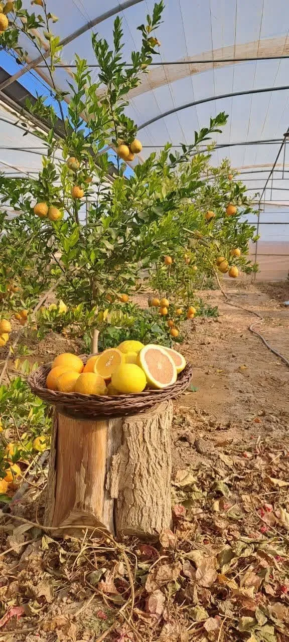 جذب گردشگر با کشت مرکبات در گلخانه