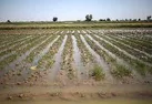 امهال تسهیلات کشاورزان خسارت دیده